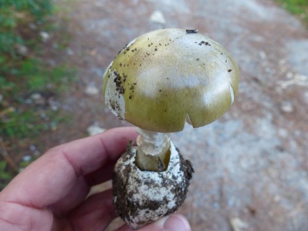 Amanita phalloides no Pazo de Mariñán. Un dos cogomelos que 