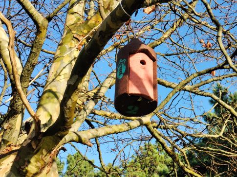 Instalación dunha rede de caixas refuxio para morcegos e caixas niño para aves insectívoras no piñeiral de Balarés