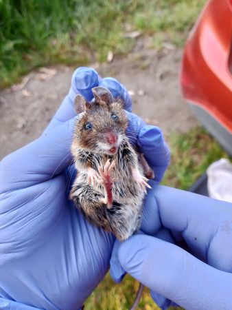 Marcando un rato de campo para o proxecto SEMICE (Seguimento de MIcromamíferos Comúns de España). Foto: Grupo de Estudio dos Animais Salvaxes, G.E.A.S.