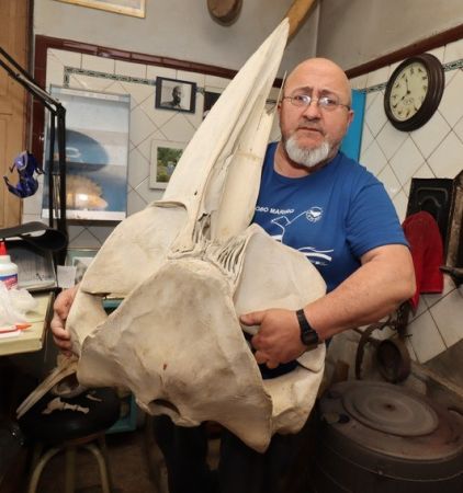 Membro da CEMMA preparando a expo Golfiños á proa que exhibirá a Deputación da Coruña en Fisterra, Arteixo, Melide e Boiro a partires de setembro de 2025. Foto Dani Gestoso.