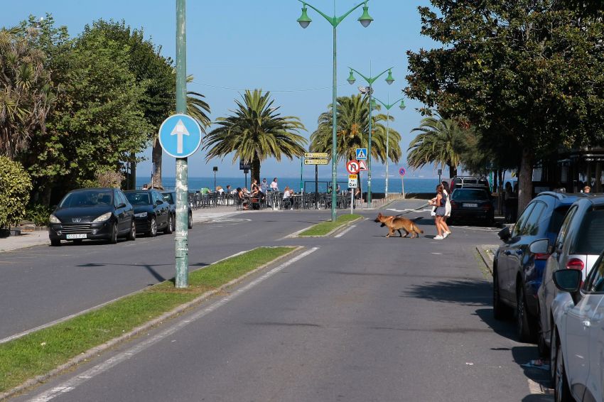 A Deputación licita por preto de 1,8 millóns as obras de remodelación integral da avenida de Santa Cristina, en Oleiros
