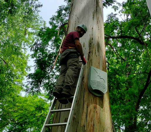 Membro e Morcegos de Galicia instalando unha rede de caixas refuxio para morcegos nos terreos do Pazo de Mariñán, propiedade da Deputación da Coruña.