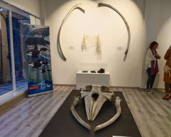 Expo Golfiños a proa cranio balea.png