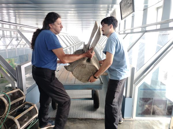 Membros da CEMMA trasladando unha vértebra fusionada de balea azul para a exposición Golfiños na Proa que estará na lonxa de Fisterra ata o 24 de setembro