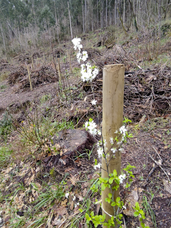 Actividade financiada pola Deputación da Coruña_Programa de custodia do territorio. Actividade: Reforestación da parcela A Ruza (lugar de Chelo, Coirós). 334 árbores plantadas de 20 especies distintas (FRAGAS DO MANDEO).