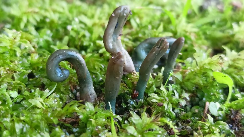 O estudo micolóxico promovido pola Deputación no Pazo de Mariñán arranca co descubrimento de dúas especies inéditas en Galicia