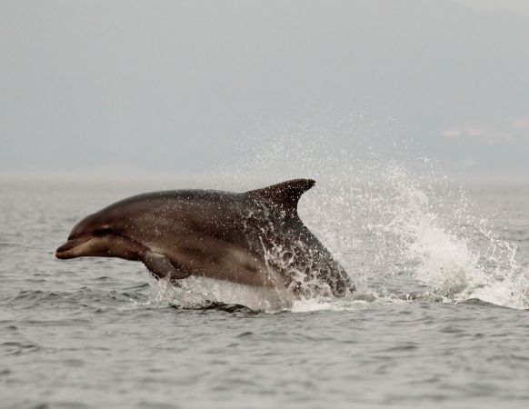 Arroaz, Tursiops truncatus. Ría de Muros e Noia, no solpor do día. Forma parte dunha super manda de máis de 100 exemplares dirixida polo decano IXARO, coñecido dende hai máis de 25 anos. Foto: CEMMA