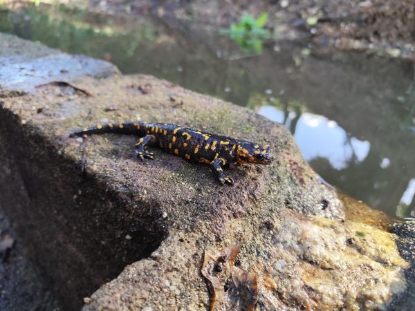 Píntega común (Salamandra salamandra) observada durante os traballos de recuperación ambiental dos lavadoiros ulláns. Foto de Miriam Miramontes (asociación AMABUL).