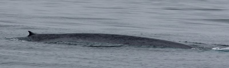 Balea azul (Balaenoptera musculus) o animal máis grande do Planeta, nadando en augas galegas. Foto CEMMA (24-08-2025)
